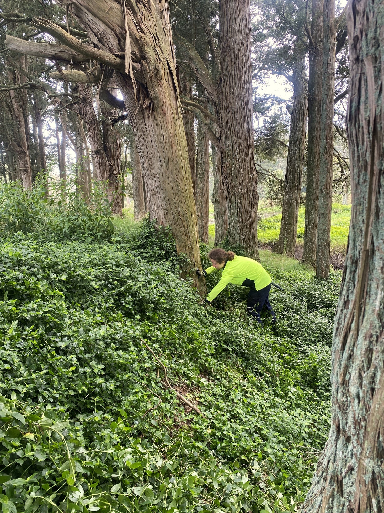 Vegetation management
